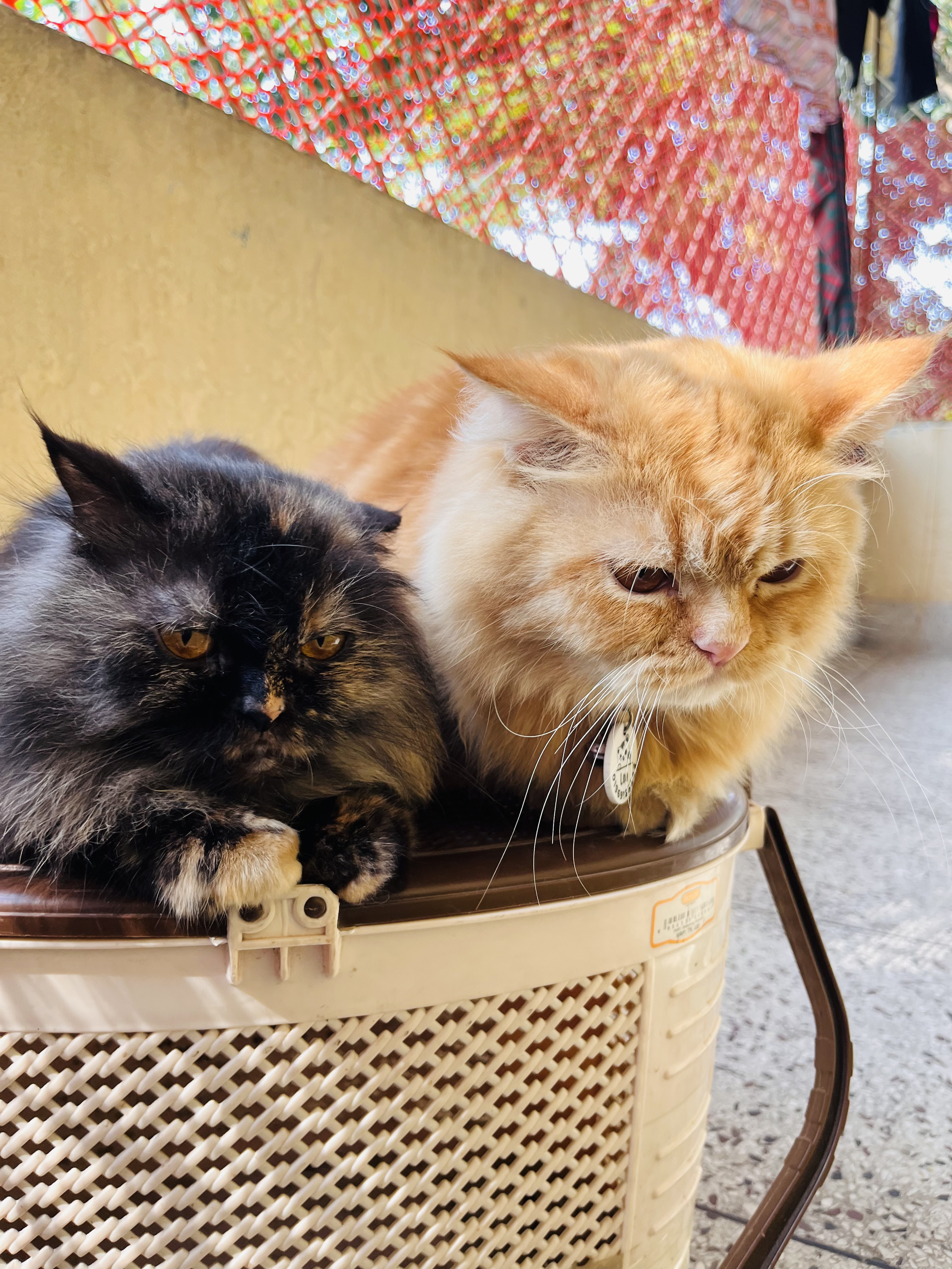 Happy Moment - Pure joy after treat time