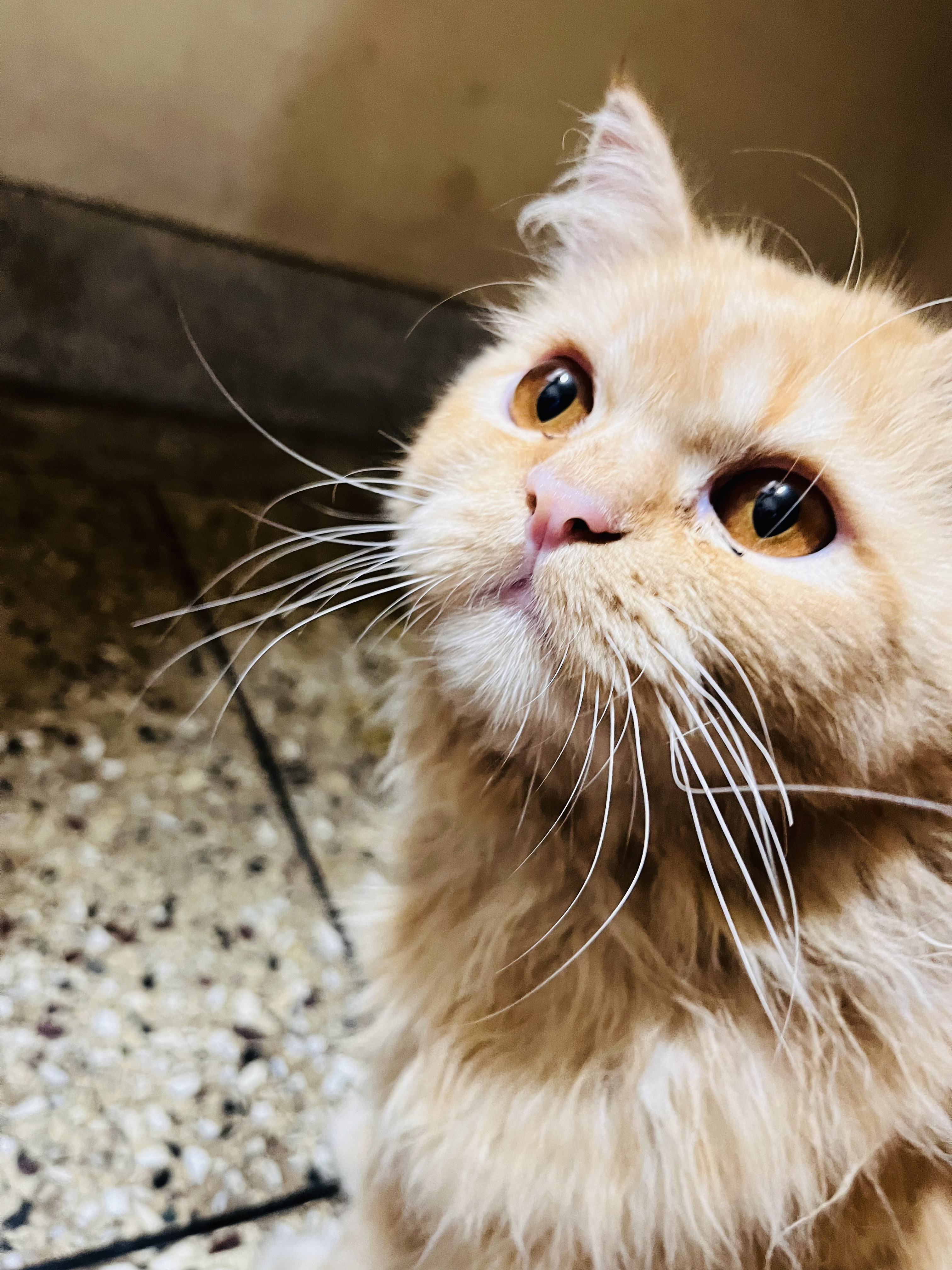 Love Eyes - The look that melts hearts