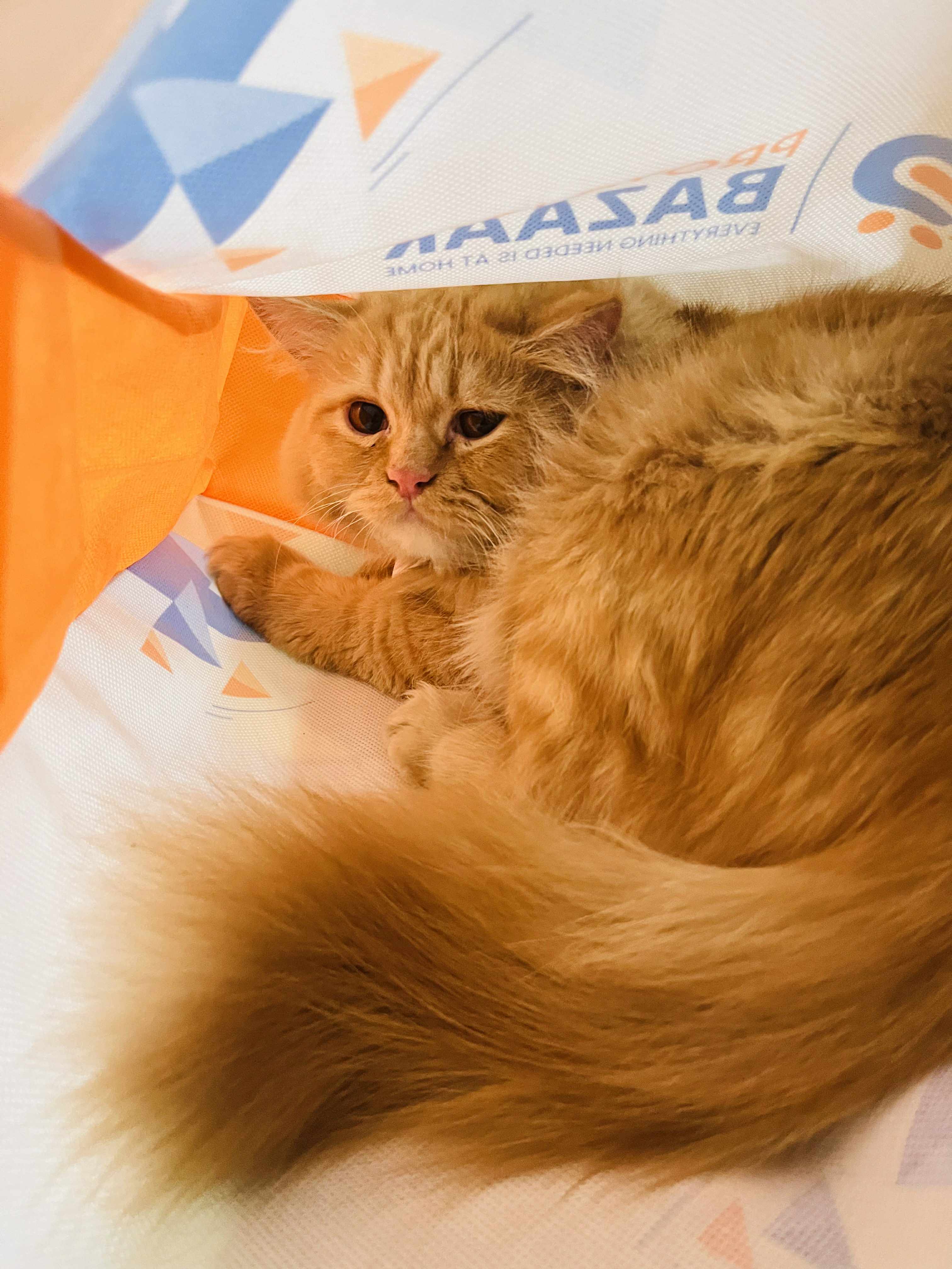 Playful LEO - Caught mid-pounce during playtime