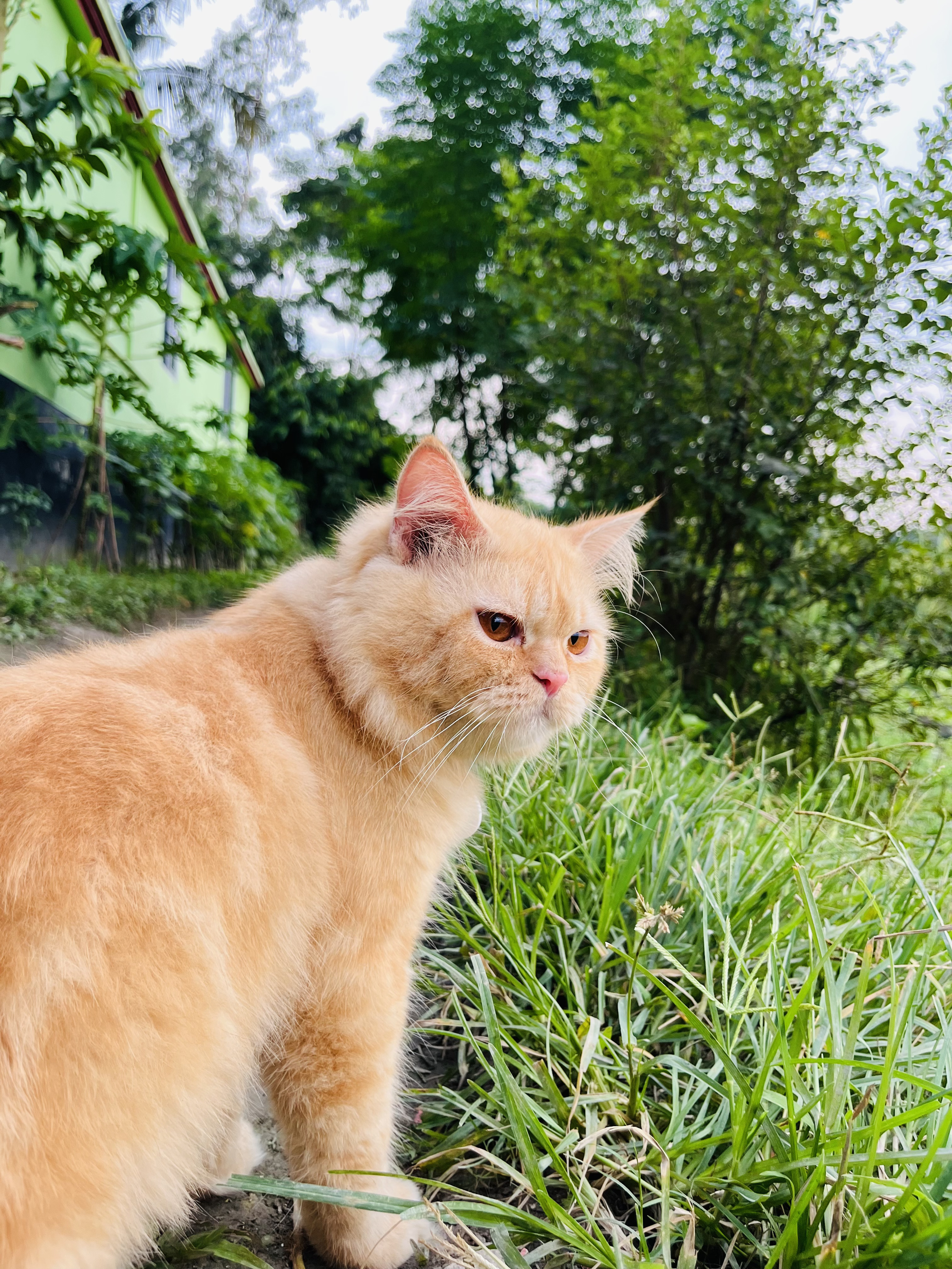 LEO - Charming and sophisticated feline