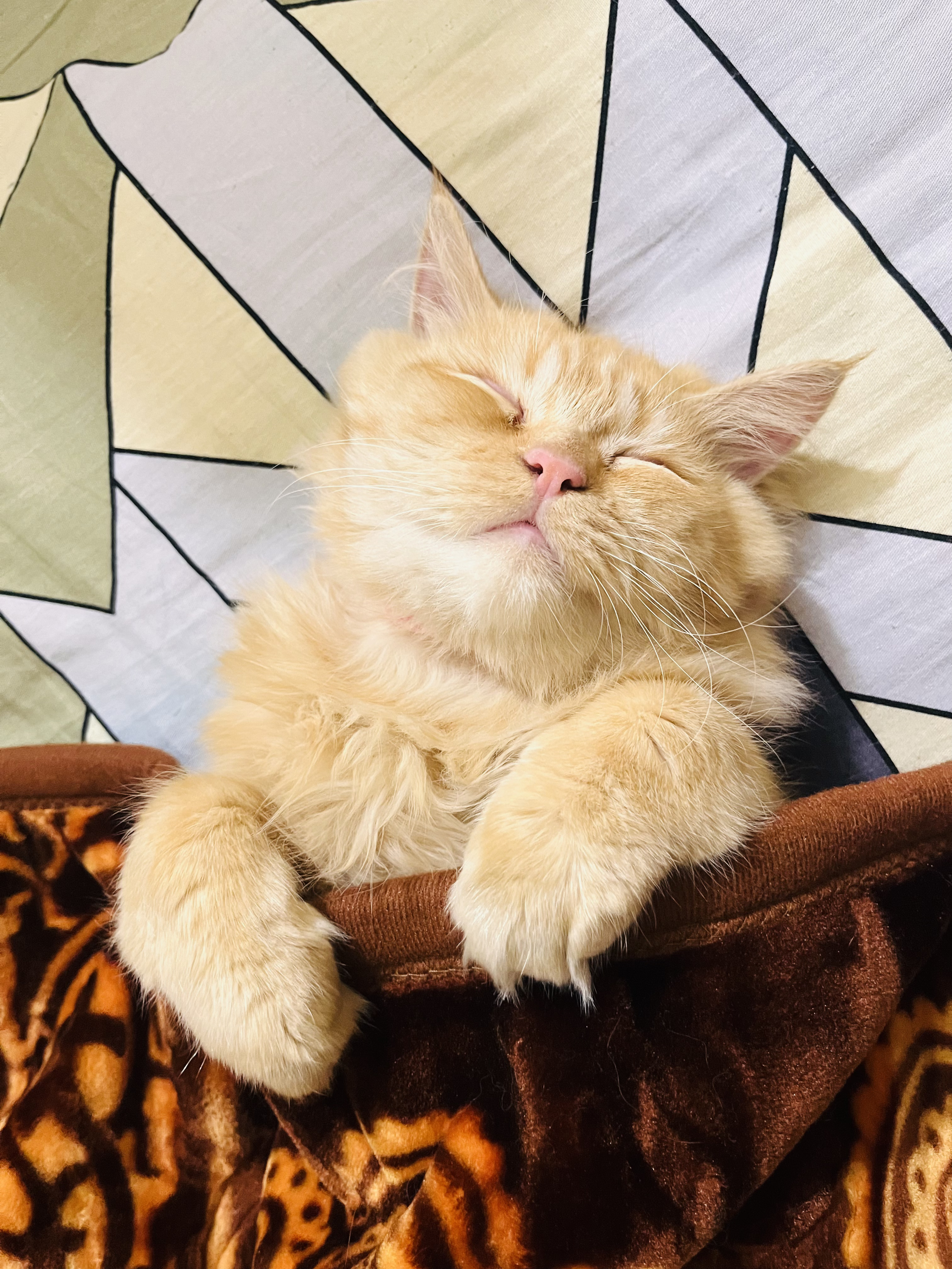 Sleepy Time - Peaceful afternoon nap in the sunbeam