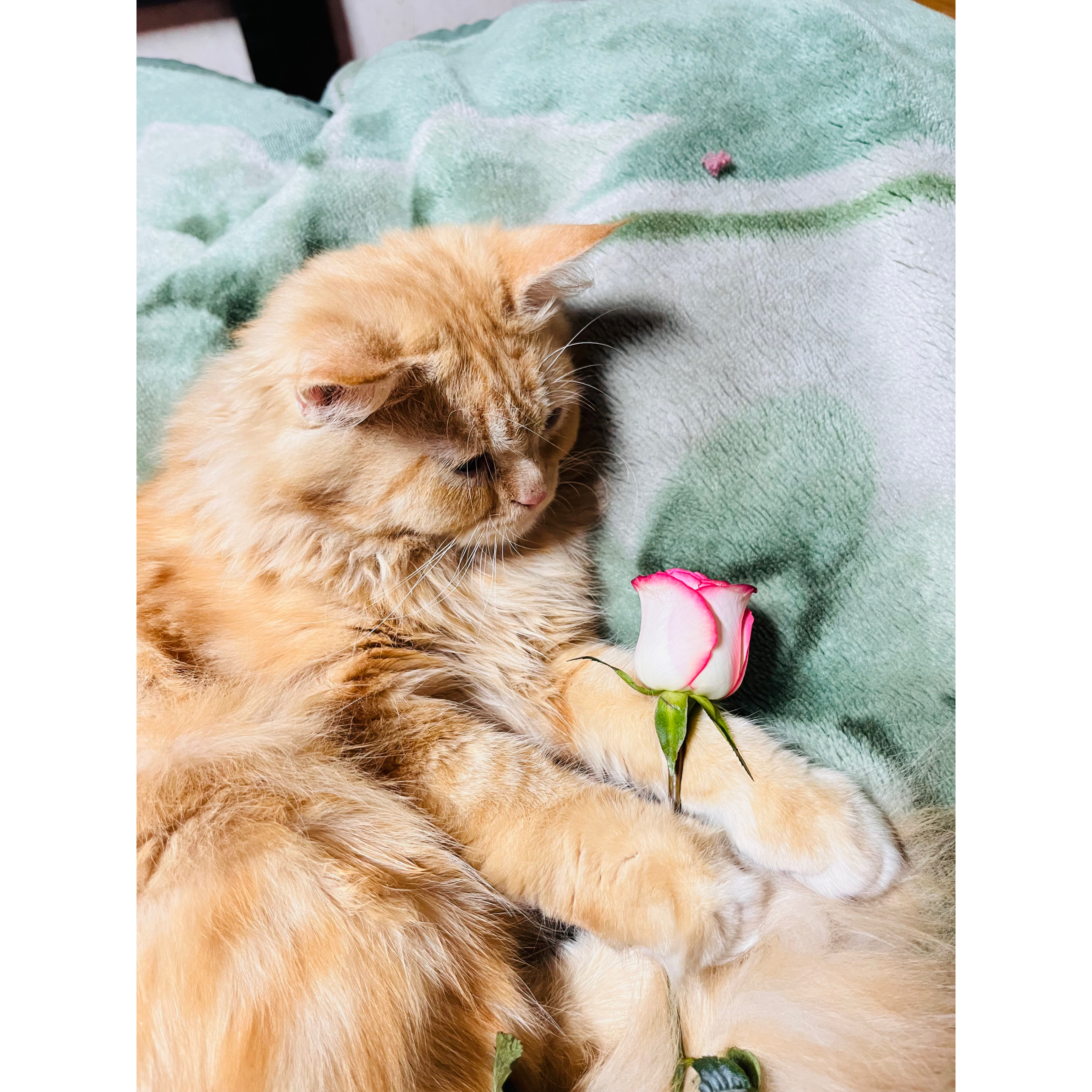 Surprised LEO - When the treat bag rustles unexpectedly