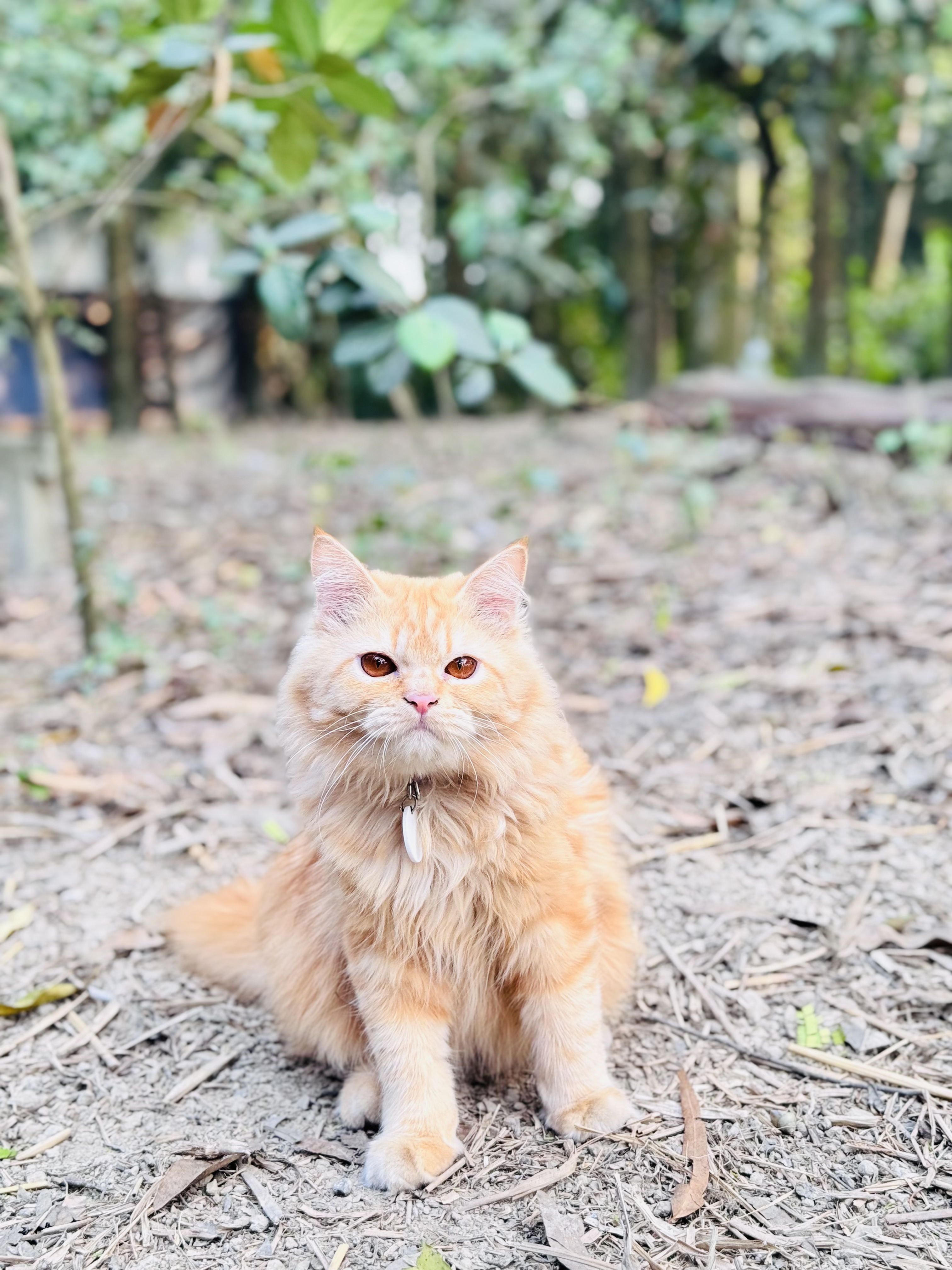 The Regal Pose - LEO's signature look of dignified superiority